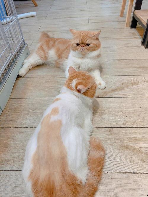 狗仔爆料加菲视频播放,加菲猫萌态视频走红网络 第2张 狗仔爆料加菲视频播放,加菲猫萌态视频走红网络 第2张